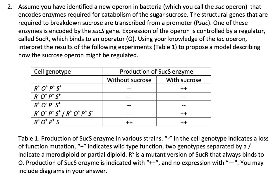 2. Assume you have identified a new operon in bacteria (which you call the suc operon) that
encodes enzymes required for catabolism of the sugar sucrose. The structural genes that are
required to breakdown sucrose are transcribed from a promoter (Psuc). One of these
enzymes is encoded by the sucS gene. Expression of the operon is controlled by a regulator,
called SucR, which binds to an operator (0). Using your knowledge of the lac operon,
interpret the results of the following experiments (Table 1) to propose a model describing
how the sucrose operon might be regulated.
Cell genotype
Production of SucS enzyme
Without sucrose
With sucrose
R* o* p* s*
R O* p* s*
R* O P* s*
++
--
--
--
---
--
RO* p* s* / R* o* p* s
R° O* p* s
++
--
++
++
Table 1. Production of SucS enzyme in various strains. "-" in the cell genotype indicates a loss
of function mutation, "+" indicates wild type function, two genotypes separated by a/
indicate a merodiploid or partial diploid. R° is a mutant version of SucR that always binds to
O. Production of Sucs enzyme is indicated with "++", and no expression with "-". You may
include diagrams in your answer.

