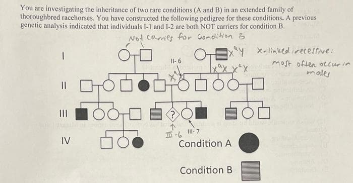 You are investigating the inheritance of two rare conditions (A and B) in an extended family of
thoroughbred racehorses. You have constructed the following pedigree for these conditions. A previous
genetic analysis indicated that individuals I-1 and I-2 are both NOT carriers for condition B.
Nod carnies for Comdlition B
X-linkedirecessive:
Il- 6
most often occur in
males
||
II
III- 7
I-6
Condition A
IV
Condition B
