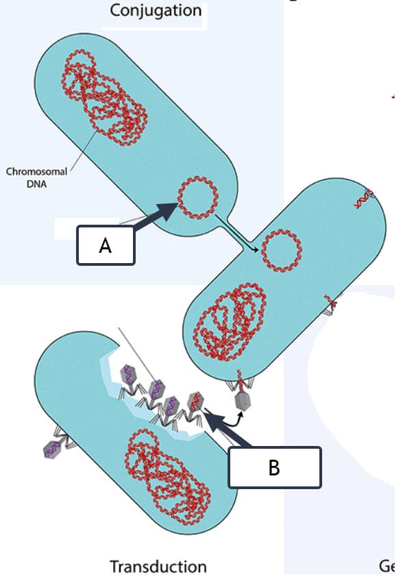 Conjugation
Chromosomal
DNA
A
В
Transduction
Ge
