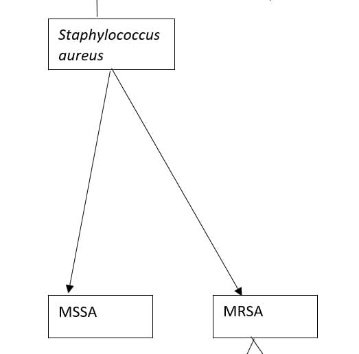 Staphylococcus
aureus
MSSA
MRSA
