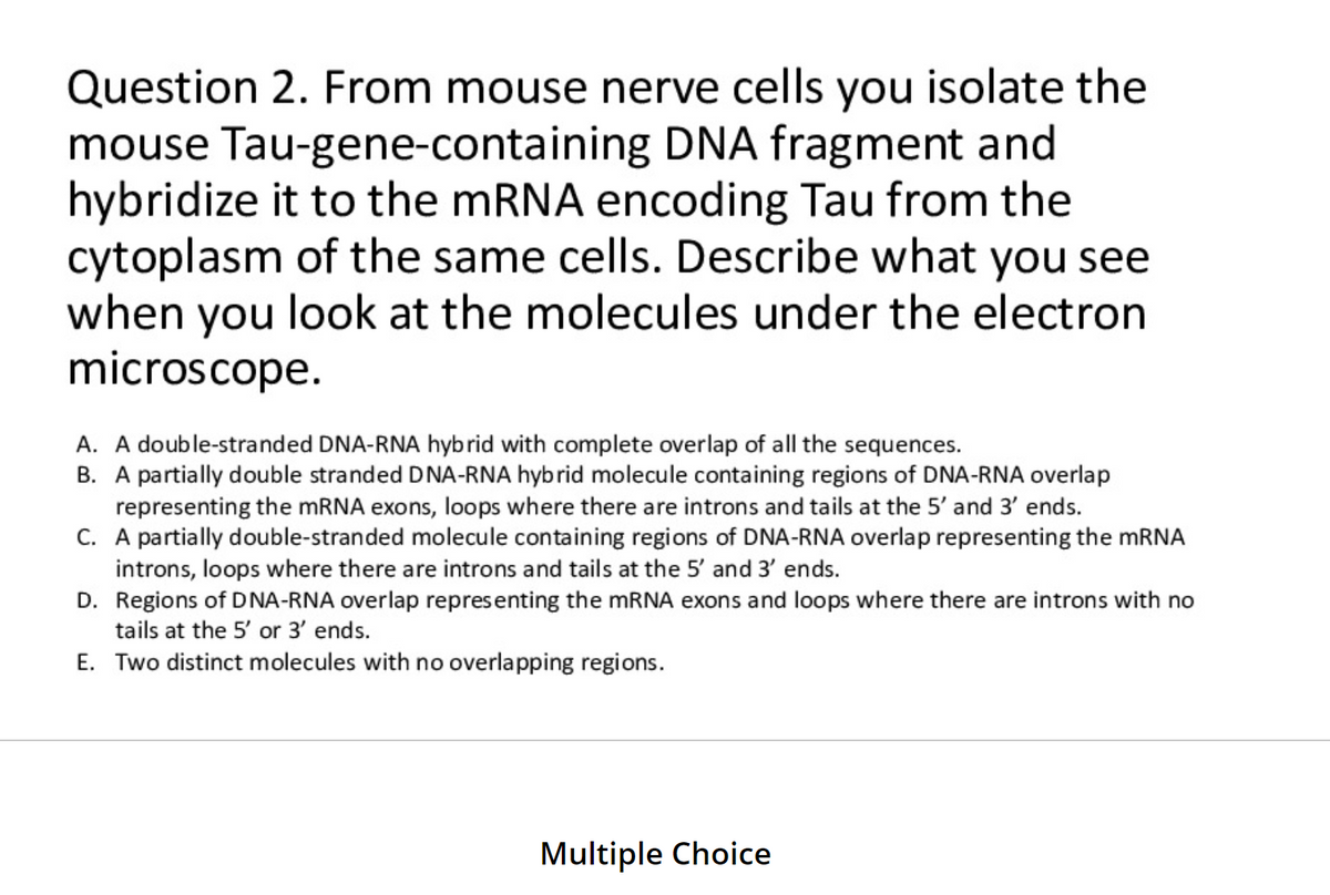 Question 2. From mouse nerve cells you isolate the
mouse Tau-gene-containing DNA fragment and
hybridize it to the mRNA encoding Tau from the
cytoplasm of the same cells. Describe what you see
when you look at the molecules under the electron
microscope.
A. A double-stranded DNA-RNA hybrid with complete overlap of all the sequences.
B. A partially double stranded DNA-RNA hybrid molecule containing regions of DNA-RNA overlap
representing the mRNA exons, loops where there are introns and tails at the 5' and 3' ends.
C. A partially double-stranded molecule containing regions of DNA-RNA overlap representing the mRNA
introns, loops where there are introns and tails at the 5' and 3' ends.
D. Regions of DNA-RNA overlap representing the mRNA exons and loops where there are introns with no
tails at the 5' or 3' ends.
E. Two distinct molecules with no overlapping regions.
Multiple Choice