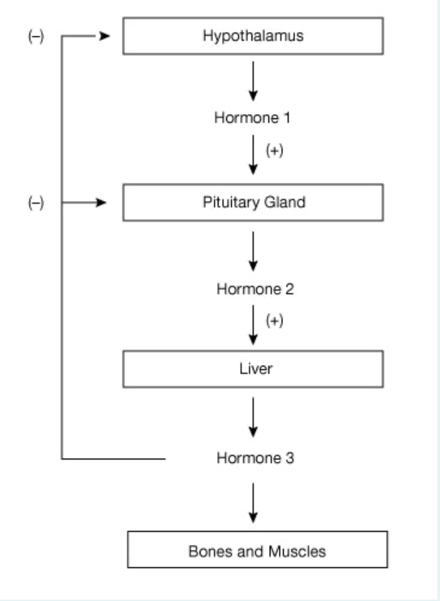 (-)
Hypothalamus
Hormone 1
| (+)
(-)
Pituitary Gland
Hormone 2
(+)
Liver
Hormone 3
Bones and Muscles
