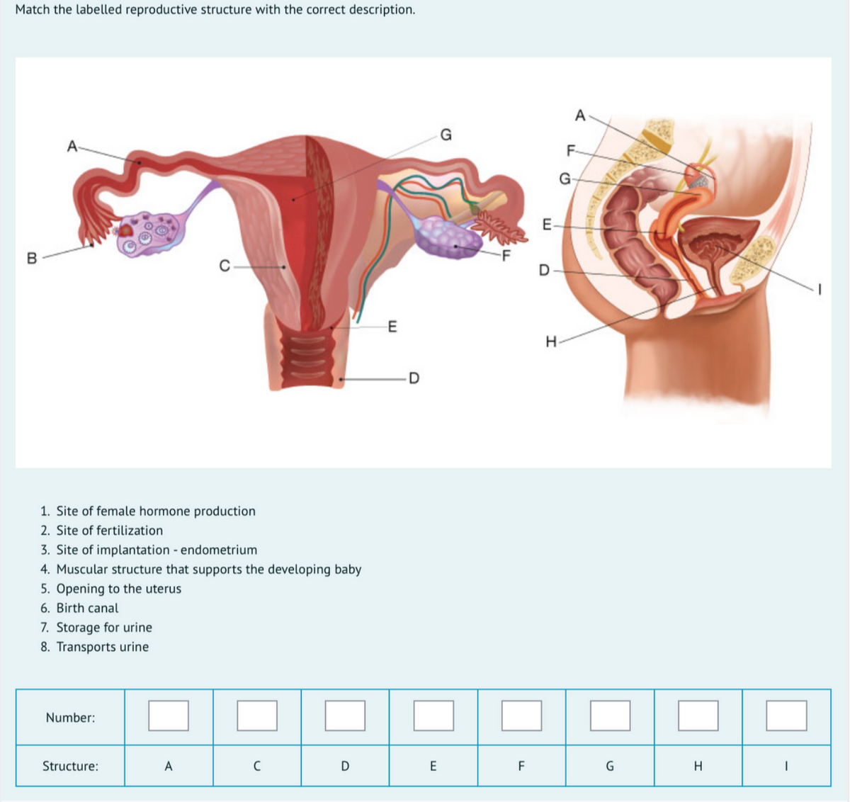 Match the labelled reproductive structure with the correct description.
A
A-
F-
G-
E-
E
1. Site of female hormone production
2. Site of fertilization
3. Site of implantation - endometrium
4. Muscular structure that supports the developing baby
5. Opening to the uterus
6. Birth canal
7. Storage for urine
8. Transports urine
Number:
Structure:
A
E
F
G
