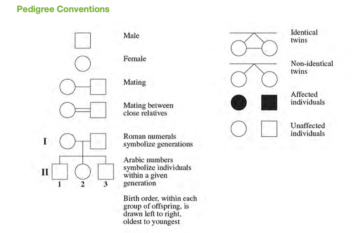 Pedigree Conventions
Identical
twins
Male
Female
Non-identical
twins
Mating
Affected
individuals
Mating between
close relatives
Unaffected
individuals
Roman numerals
symbolize generations
Arabic numbers
II ON
symbolize individuals
within a given
generation
1
2 3
Birth order, within each
group of offspring, is
drawn left to right,
oldest to youngest
