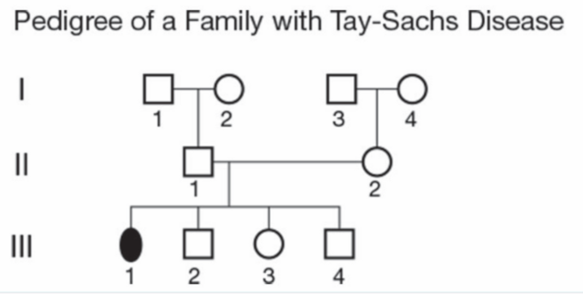 Pedigree of a Family with Tay-Sachs Disease
|
1
3
4
II
1
II
1 2
4
