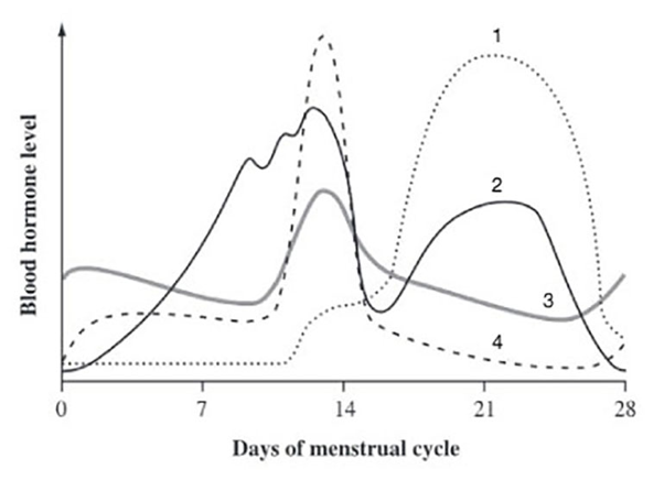 1
2
3
4
7
14
21
28
Days of menstrual cycle
Blood hormone level
