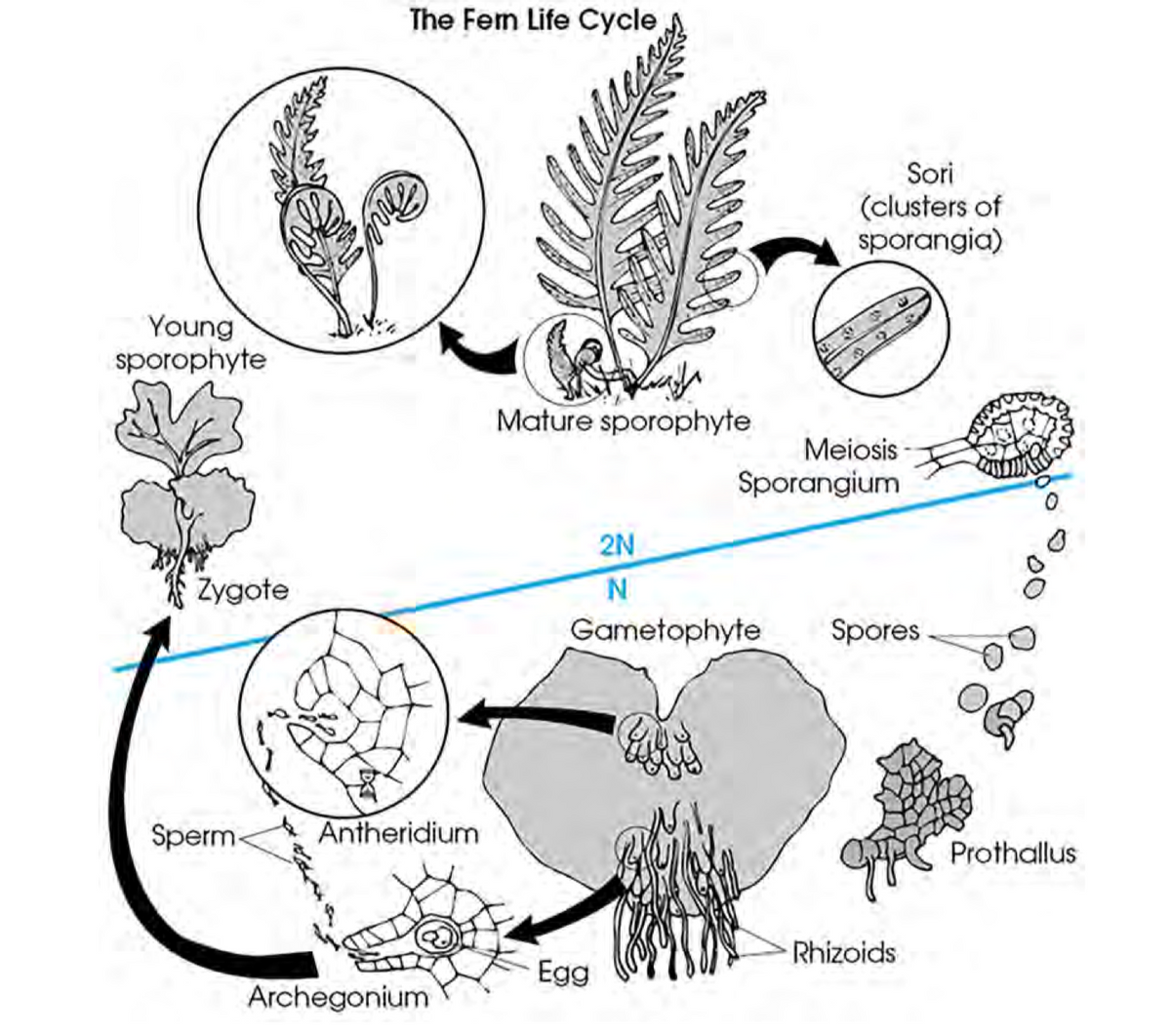 The Fem Life Cycle
Sori
(clusters of
sporangia)
Young
sporophyte
Mature sporophyte
Meiosis
Sporangium
2N
Zygote
Gametophyte
Spores
Sperm-
Antheridium
Prothallus
Rhizoids
Egg
Archegonium
