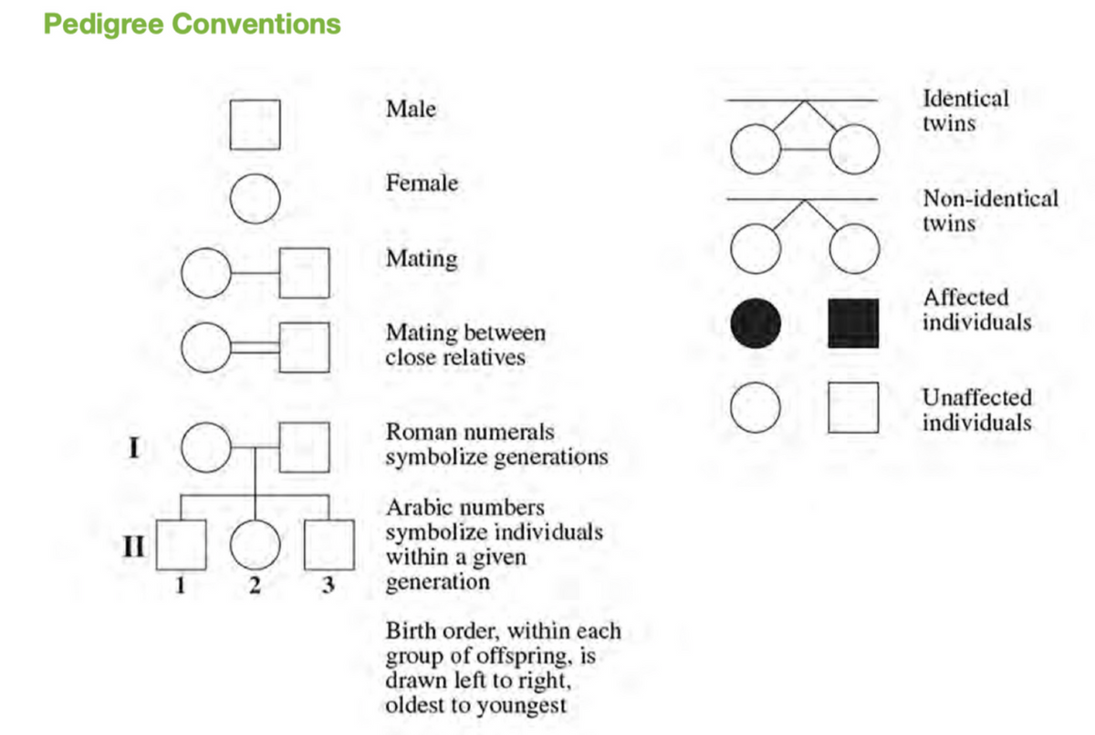 Pedigree Conventions
Identical
twins
Male
Female
Non-identical
twins
Mating
Affected
individuals
Mating between
close relatives
Unaffected
individuals
Roman numerals
I
symbolize generations
Arabic numbers
IIC
symbolize individuals
within a given
generation
1
2 3
Birth order, within each
group of offspring, is
drawn left to right,
oldest to youngest
