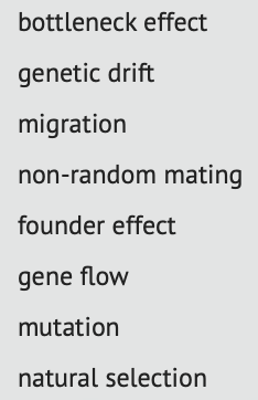 bottleneck effect
genetic drift
migration
non-random mating
founder effect
gene flow
mutation
natural selection
