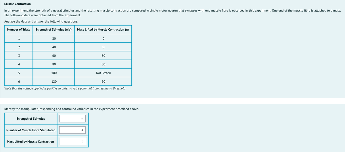 Muscle Contraction
In an experiment, the strength of a neural stimulus and the resulting muscle contraction are compared. A single motor neuron that synapses with one muscle fibre is observed in this experiment. One end of the muscle fibre is attached to a mass.
The following data were obtained from the experiment.
Analyze the data and answer the following questions.
Number of Trials
Strength of Stimulus (mV)
Mass Lifted by Muscle Contraction (g)
1
20
2
40
3
60
50
4
80
50
100
Not Tested
120
50
*note that the voltage applied is positive in order to raise potential from resting to threshold
Identify the manipulated, responding and controlled variables in the experiment described above.
Strength of Stimulus
Number of Muscle Fibre Stimulated
Mass Lifted by Muscle Contraction
