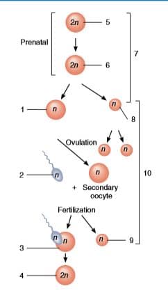 2n
Prenatal
7
2n
6
8
Ovulation
10
in
+ Secondary
oocyte
Fertilization
n
3
4
2n
2.
