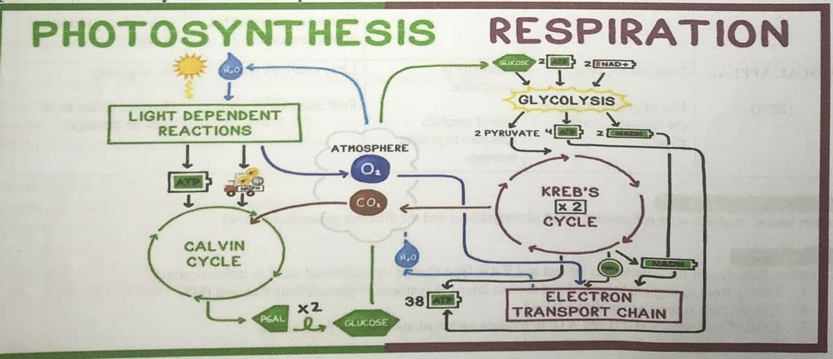 PHOTOSYNTHESIS
RESPIRATION
2ENAD
GLYCOLYSIS
LIGHT DEPENDENT
REACTIONS
2 PYRUVATE 4
ATHOSPHERE
ATP
KREB'S
区2
CYCLE
CO.
CALVIN
CYCLE
ELECTRON
TRANSPORT CHAIN
38
x2
PGAL
GLUCOSE
