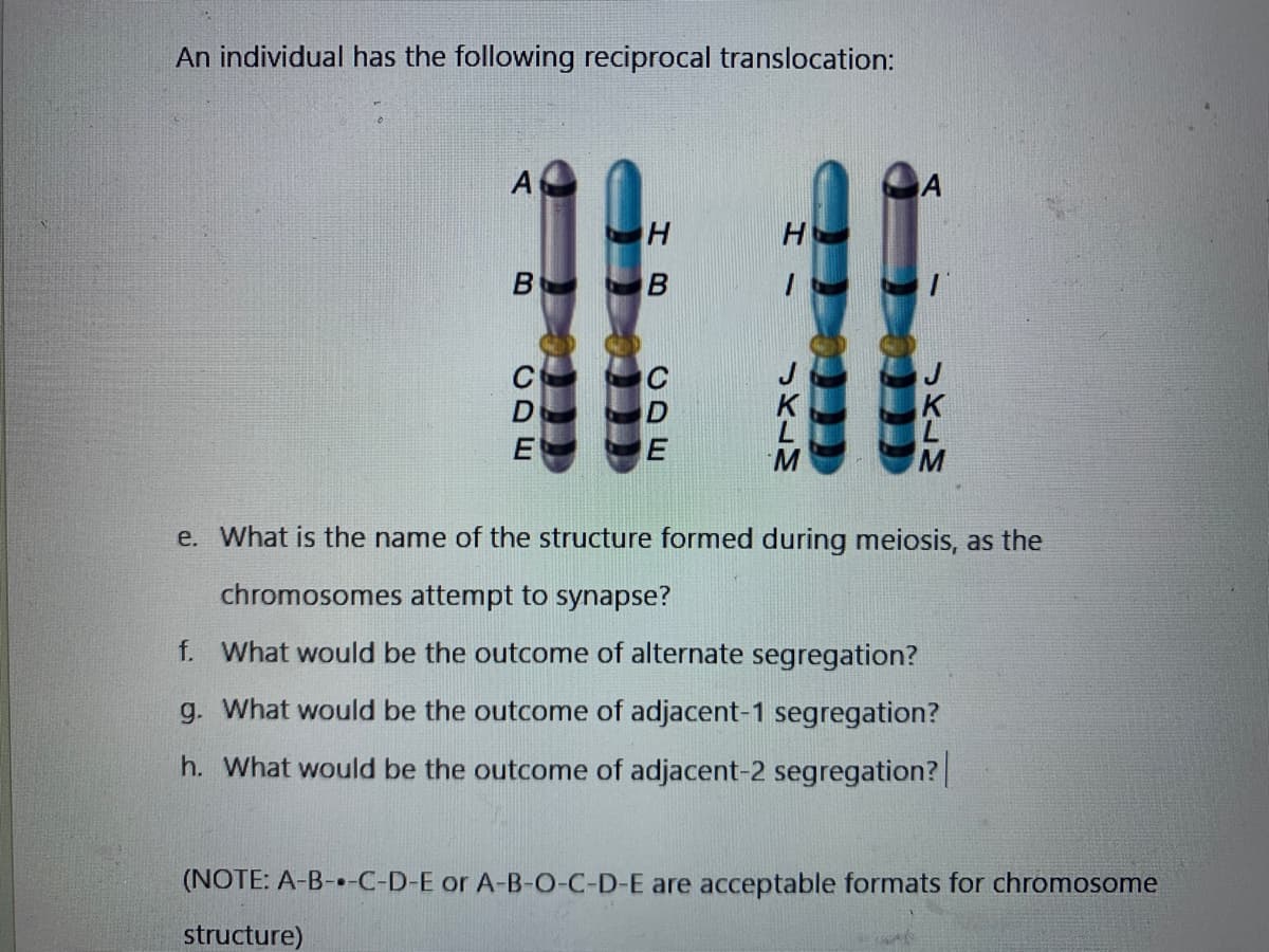 An individual has the following reciprocal translocation:
I - SKLM
CDE
CDE
H
B B
H
M
e. What is the name of the structure formed during meiosis, as the
chromosomes attempt to synapse?
f. What would be the outcome of alternate segregation?
g. What would be the outcome of adjacent-1 segregation?
h. What would be the outcome of adjacent-2 segregation?|
(NOTE: A-B--C-D-E or A-B-O-C-D-E are acceptable formats for chromosome
structure)