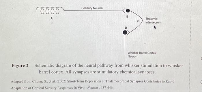 ·0000
Sensory Neuron
B
Thalamic
Interneuron
Whisker Barrel Cortex
Neuron
Figure 2 Schematic diagram of the neural pathway from whisker stimulation to whisker
barrel cortex. All synapses are stimulatory chemical synapses.
Adapted from Chung, S., et al. (2002) Short-Term Depression at Thalamocortical Synapses Contributes to Rapid
Adaptation of Cortical Sensory Responses In Vivo. Neuron, 437-446.