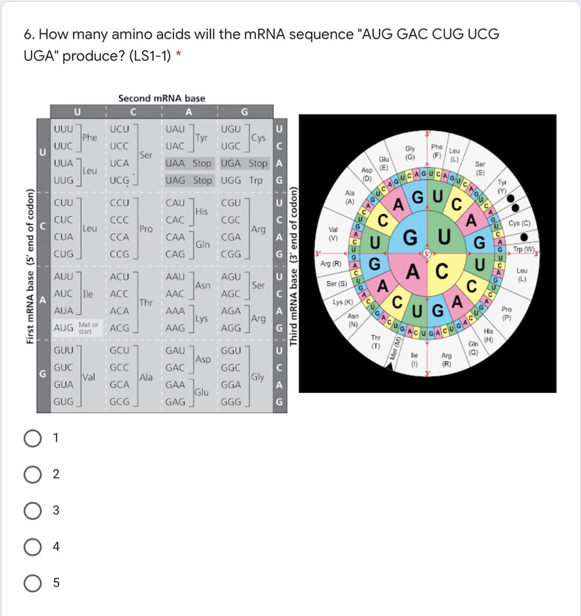 6. How many amino acids will the mRNA sequence "AUG GÁC CUG UCG
UGA" produce? (LS1-1) *
Second mRNA base
G
UUU
Phe
UUC
UCU
UAU
UGU
Tyr
UAC
Cys
UCC
Ser
UCA
UGC
C
Phe
Gly
(G)
Leu
UAA Stop UGA Stop A
Glu
(F)
(L)
UUA
Leu
UUG
Ser
Asp (E)
(D)
(S)
Tyr
(Y)
UCG
UAG Stop UGG Trp
GUC
Ala
CUU
(A)
A
CCU
CAU
CGU
His
CUC
Leu
CUA
CC
Pro
ССА
CAC
CGC
Arg
CGA
Cys (C)
Val
CAA
Gln
CAG
G U
(V)
G
Trp (W)
CUG
CCG
CGG
Arg (R)
G
U
A C
A
C
Leu
AUU
ACU
AAU
Asn
AGU
Ser
AGC
(L)
Ser (S)
C
AUC Ile
ACC
AAC
Thr
Lys (K)
UG
A
AUA
Pro
AGA
Arg
AGG
ACA
AAA
Lys
AAG
Asn
(N)
(P)
AUG Met or
start
ACG
His
Thr
(H)
(T)
Gln
GUU
GCU
GAU
Asp
GAÇ
GGU
(Q)
lle
Arg
(R)
(1)
GUC
Val
GUA
GCC
Ala
GCA
GGC
Gly
GGA
GAA
Glu
OGAG
GUG
GCG
GGG
O 1
3
4
First mRNA base (5' end of codon)
- U A GUca Gbc AG
Third mRNA base (3' end of codon)
