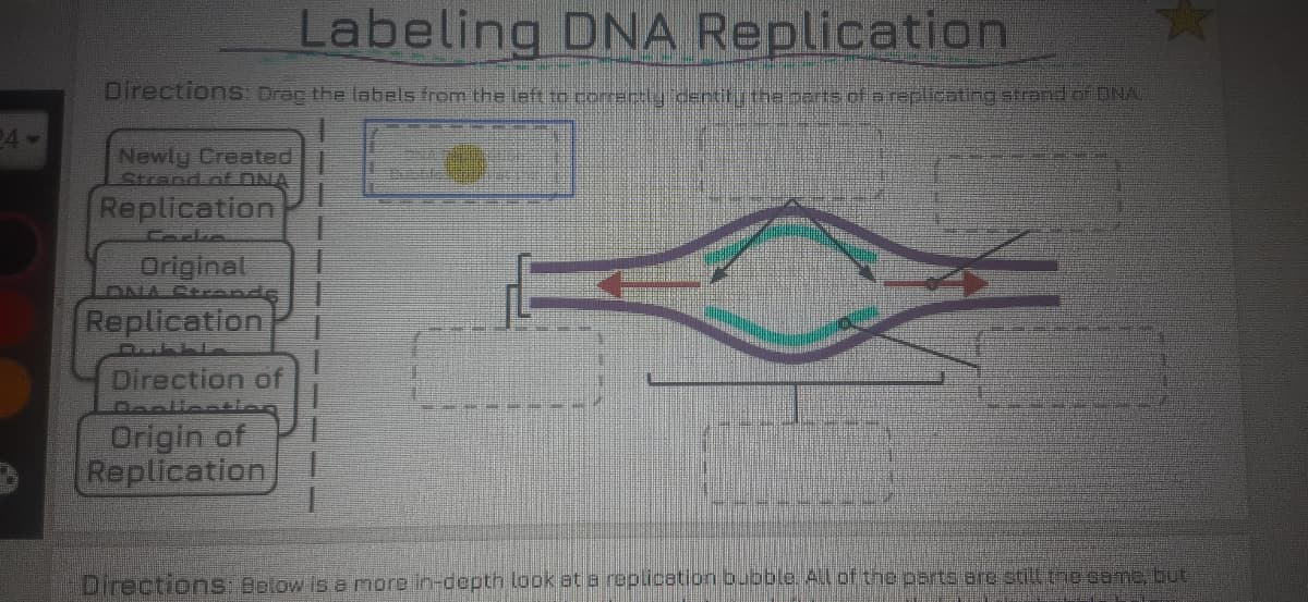 Labeling DNA Replication
Directions: Drag the lahels from the left tn corrary derti theinats of ar=rlicating strandarA
24
Newly Created
Strand of ONA
Replication
Carke
Original
DNA Strand
Replication
Direction of
Origin of
Replication
Directions: Bolow is a more in-depth look at a replication bubble. A.l of the psrts are still tne came, but
