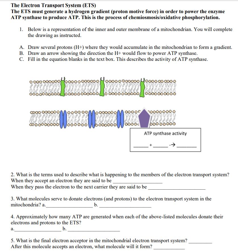 The Electron Transport System (ETS)
The ETS must generate a hydrogen gradient (proton motive force) in order to power the enzyme
ATP synthase to produce ATP. This is the process of chemiosmosis/oxidative phosphorylation.
1. Below is a representation of the inner and outer membrane of a mitochondrian. You will complete
the drawing as instructed.
A. Draw several protons (H+) where they would accumulate in the mitochondrian to form a gradient.
B. Draw an arrow showing the direction the H+ would flow to power ATP synthase.
C. Fill in the equation blanks in the text box. This describes the activity of ATP synthase.
000
a.
CDOC
0000000
ooooooo
oooo
00000
0000
oooooooo
ATP synthase activity
2. What is the terms used to describe what is happening to the members of the electron transport system?
When they accept an electron they are said to be
When they pass the electron to the next carrier they are said to be
3. What molecules serve to donate electrons (and protons) to the electron transport system in the
mitochondria? a._
b.
4. Approximately how many ATP are generated when each of the above-listed molecules donate their
electrons and protons to the ETS?
b.
5. What is the final electron acceptor in the mitochondrial electron transport system?
After this molecule accepts an electron, what molecule will it form?