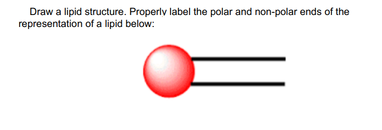 Draw a lipid structure. Properly label the polar and non-polar ends of the
representation
of a lipid below: