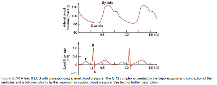 Systolic
120
100
80
Diastolic
60
0.5
1.0
1.5 1 (s)
1.0
0.5
0.5
1.5 (8)
-0.5E
Figure 20.34 A lead II ECG with corresponding arterial blood pressure. The QRS complex is created by the depolarization and contraction of the
ventricles and is followed shortly by the maximum or systolic blood pressure. See text for further description.
