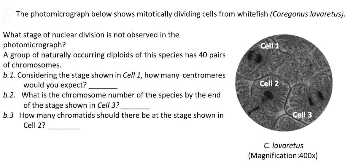 The photomicrograph below shows mitotically dividing cells from whitefish (Coregonus lavaretus).
What stage of nuclear division is not observed in the
photomicrograph?
A group of naturally occurring diploids of this species has 40 pairs
Cell 1
of chromosomes.
b.1. Considering the stage shown in Cell 1, how many centromeres
would you expect?
b.2. What is the chromosome number of the species by the end
of the stage shown in Cell 3?
b.3 How many chromatids should there be at the stage shown in
Cell 2
Cell 3
Cell 2?
C. lavaretus
(Magnification:400x)
