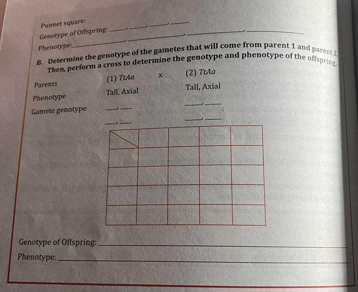 Then, perform a cross to determine the genotype and phenotype of the offspring.
Punnet square:
Genotype of Offspring:
Phenotype:
(1) TtAa
(2) TtAa
X
Parents
Phenotype
Tall, Axial
Tall, Axial
Gamete genotype
Genotype of Offspring:
Phenotype:
