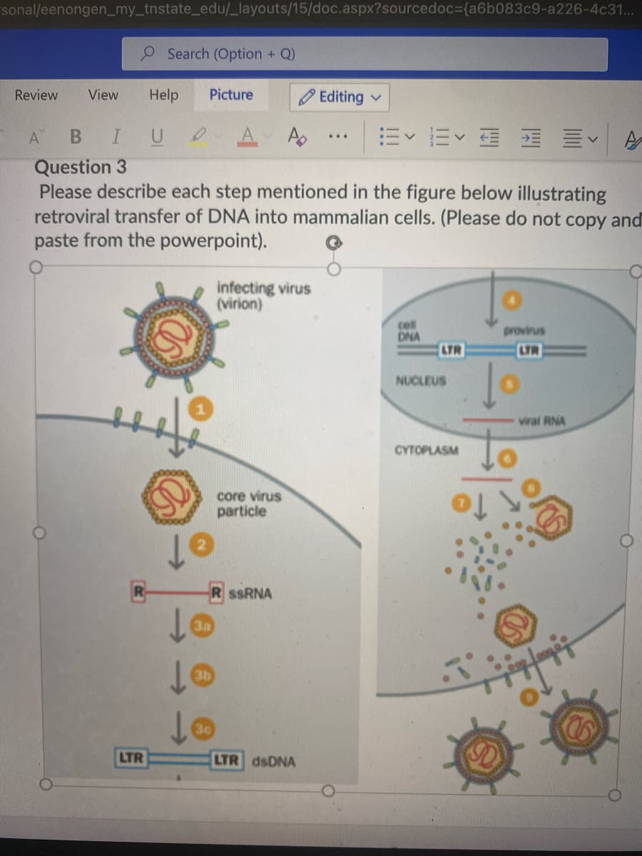 sonal/eenongen_my_tnstate_edu/_layouts/15/doc.aspx?sourcedoc={a6b083c9-a226-4c31...
O Search (Option + Q)
Help
Picture
O Editing
Review
View
A BI U 0
A.
A
Ev Ev E E E A
...
Question 3
Please describe each step mentioned in the figure below illustrating
retroviral transfer of DNA into mammalian cells. (Please do not copy and
paste from the powerpoint).
infecting virus
(virion)
cll
DNA
provirus
LTR
LTR
NUCLEUS
viral RNA
CYTOPLASM
core virus
particle
of
SSRNA
LTR
LTR dsDNA
