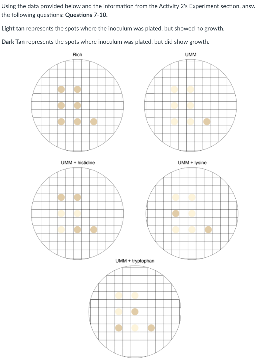 Using the data provided below and the information from the Activity 2's Experiment section, answ
the following questions: Questions 7-10.
Light tan represents the spots where the inoculum was plated, but showed no growth.
Dark Tan represents the spots where inoculum was plated, but did show growth.
Rich
UMM
UMM + histidine
UMM + lysine
UMM + tryptophan