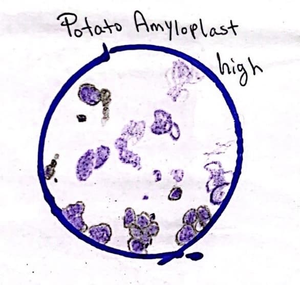 De
Potato Amyloplast
high