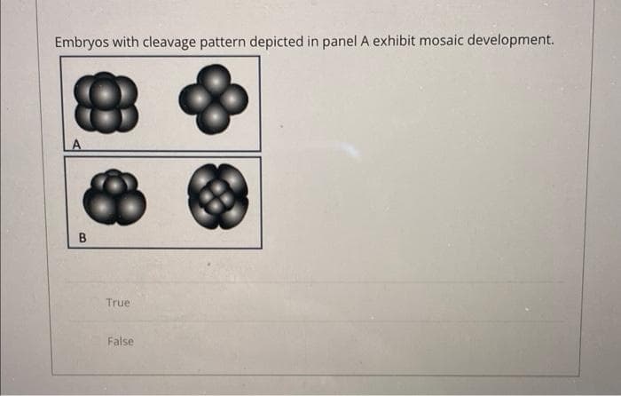 Embryos with cleavage pattern depicted in panel A exhibit mosaic development.
True
False
B.
