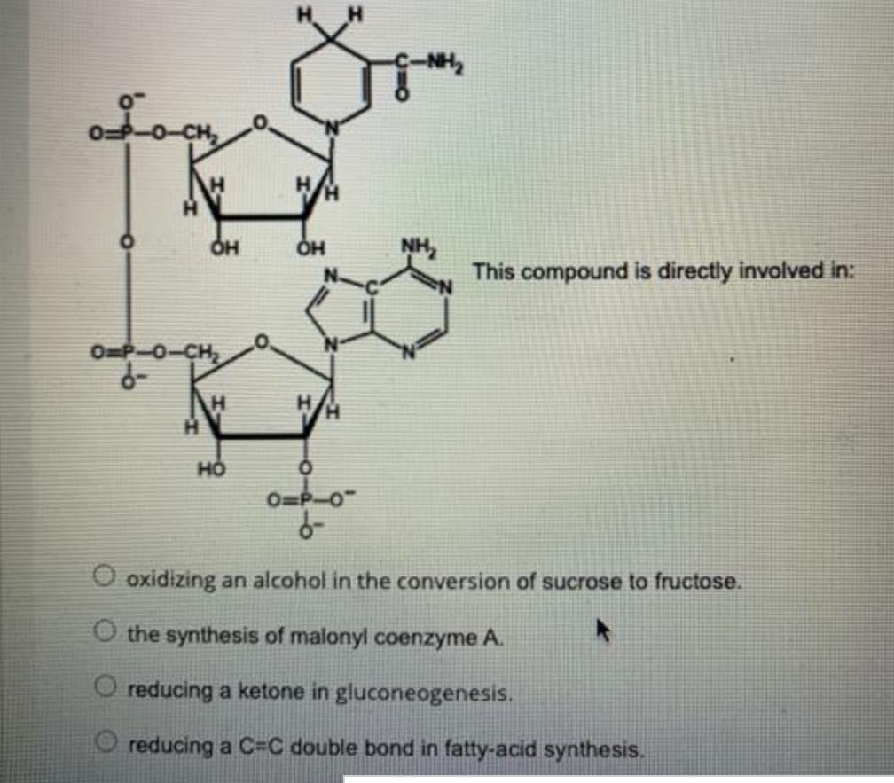 NH,
This compound is directly involved in:
он
O=P-0-CH,
H
но
OmP-0-
O oxidizing an alcohol in the conversion of sucrose to fructose.
O the synthesis of malonyl coenzyme A.
reducing a ketone in gluconeogenesis.
reducing a C=C double bond in fatty-acid synthesis.
