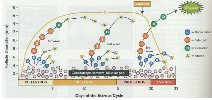 Follicle Diameter (mm)
18
16-
14-
2-
METESTRUS
Ist wave
5
2nd wave
Gonadotropin sensitive follicular pool
DIESTRUS
10
15
Days of the Estrous Cycle
Luteolysis
D
3rd
wave
PROESTRUS
20
R
ESTRUS
22
Ovulation
R = Recruitment
S) = Selected
D = Dominant
A
= Atretic