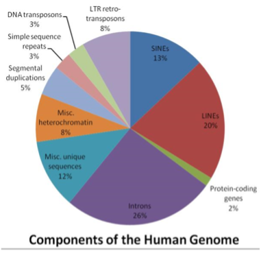 DNA transposons.
3%
Simple sequence
repeats.
3%
Segmental
duplications
5%
LTR retro-
transposons
8%
Misc.
heterochromatin
8%
Misc. unique
sequences
12%
SINES
13%
Introns
26%
LINES
20%
Protein-coding
genes
2%
Components of the Human Genome