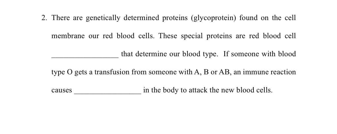 2. There are genetically determined proteins (glycoprotein) found on the cell
membrane our red blood cells. These special proteins are red blood cell
that determine our blood type. If someone with blood
type O gets a transfusion from someone with A, B or AB, an immune reaction
in the body to attack the new blood cells.
causes