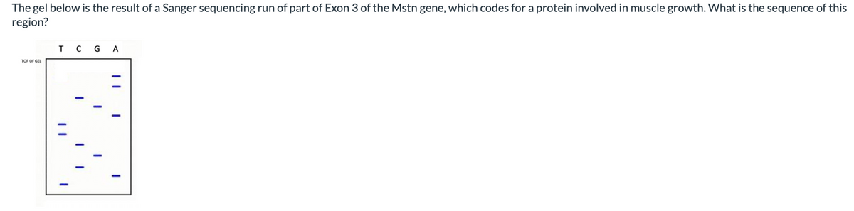The gel below is the result of a Sanger sequencing run of part of Exon 3 of the Mstn gene, which codes for a protein involved in muscle growth. What is the sequence of this
region?
T C G A
TOP OF GEL
