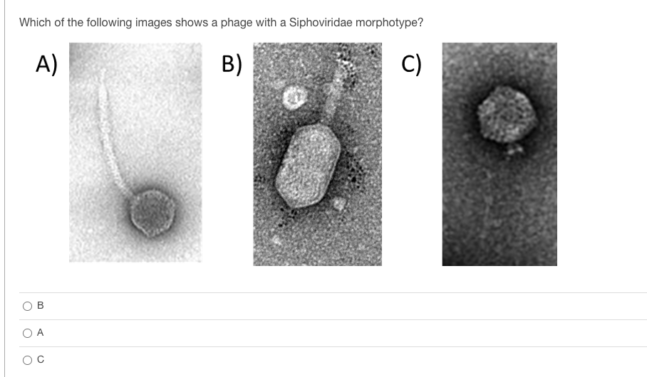 Which of the following images shows a phage with a Siphoviridae morphotype?
A)
B)
C)
B
O
A
O