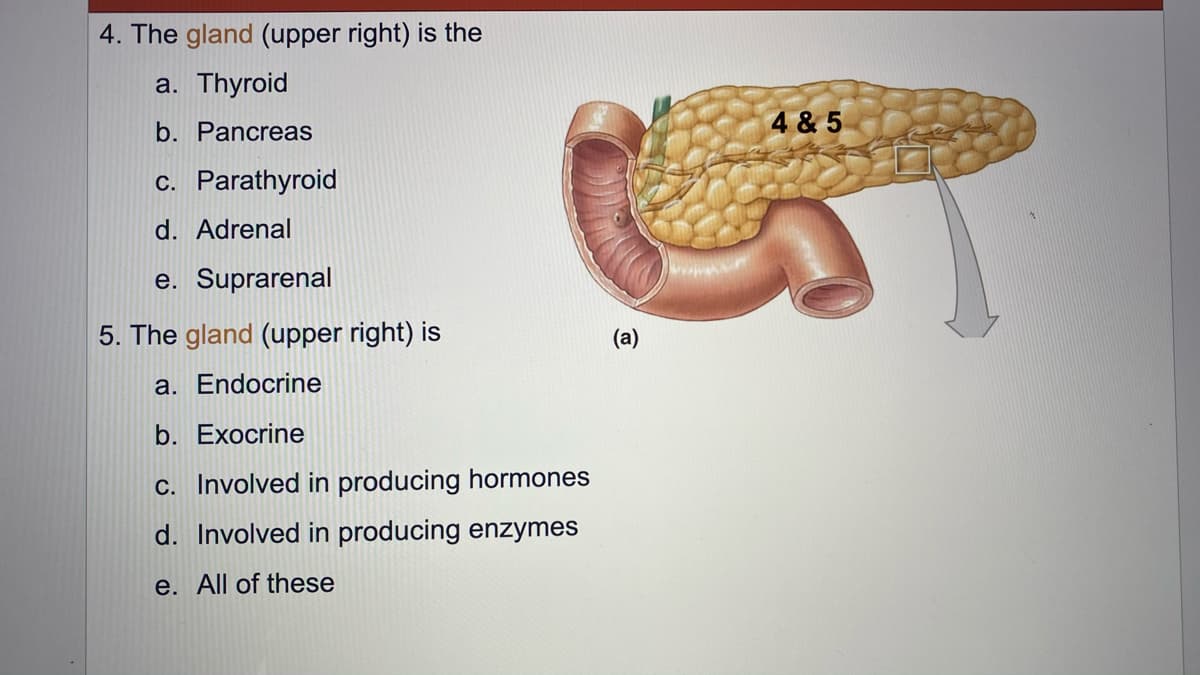 4. The gland (upper right) is the
a. Thyroid
b. Pancreas
4& 5
c. Parathyroid
d. Adrenal
e. Suprarenal
5. The gland (upper right) is
(a)
a. Endocrine
b. Exocrine
C. Involved in producing hormones
d. Involved in producing enzymes
e. All of these
