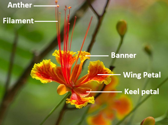 Anther
Filament
Banner
Wing Petal
Keel petal