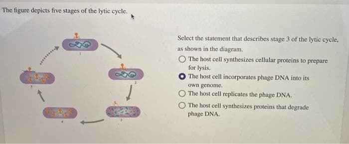 The figure depicts five stages of the lytic cycle.
*********
Select the statement that describes stage 3 of the lytic cycle,
as shown in the diagram.
The host cell synthesizes cellular proteins to prepare
for lysis.
The host cell incorporates phage DNA into its
own genome.
The host cell replicates the phage DNA.
O The host cell synthesizes proteins that degrade
phage DNA.