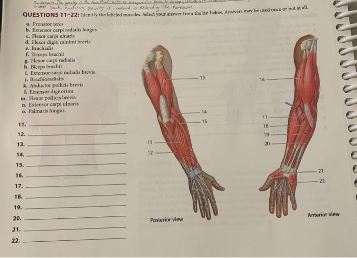 the bears. The goally is
its as aulajanist.
tripes Sachii huchining savity is involved in
extending
QUESTIONS 11-22: Identify the labeled muscles. Select your answer from the list below. Answers may be used once or not at all.
a. Pronator teres
b. Extensor carpi radialis longus
c. Flexor carpi ulnaris
d. Flexor digiti minimi brevis
e. Brachialis
f. Triceps brachii
g. Flexor carpi radialis
h. Biceps brachii
i. Extensor carpi radialis brevis
j. Brachioradialis
k. Abductor pollicis brevis
L. Extensor digitorum
m. Flexor pollicis brevis
n. Extensor carpi ulnaris
o. Palmaris longus
11.
12.
13.
14.
15.
16.
17.
18.
19.
20.
21.
22.
11
12
a bucaps
He foream.
Posterior view
13
14
15
16
17
18
19
20
21
22
Anterior view