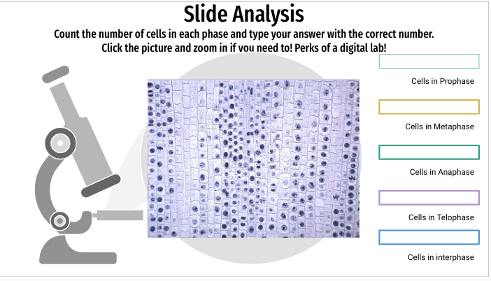 Slide Analysis
Count the number of cells in each phase and type your answer with the correct number.
Click the picture and zoom in if you need to! Perks of a digital lab!
1000
Cells in Prophase
Cells in Metaphase
Cells in Anaphase
Cells in Telophase
Cells in interphase