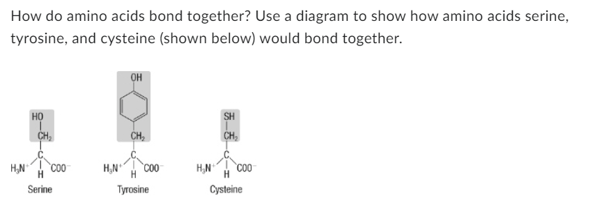 How do amino acids bond together? Use a diagram to show how amino acids serine,
tyrosine, and cysteine (shown below) would bond together.
HO
T
CH₂
H₂N+ COO
H
Serine
H₂N+
OH
CH₂
COO
H
Tyrosine
H₂N+
SH
CH₂
COO
H
Cysteine