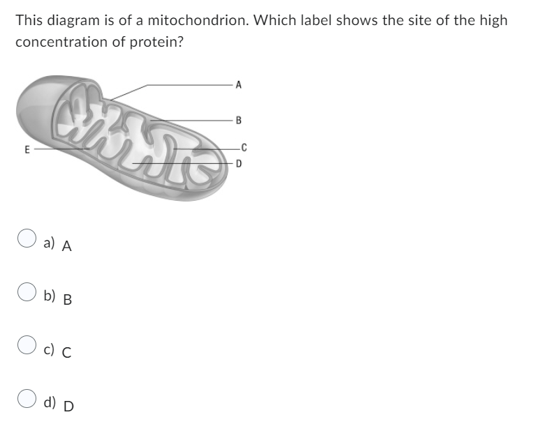 This diagram is of a mitochondrion. Which label shows the site of the high
concentration
of protein?
E
What's
a) A
b) B
Occ
A
d) D