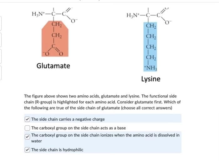 H₂N-C-
CH₂
T
CH₂
Glutamate
IL
H₂N-C-C
CH₂
CH₂
CH₂
1
CH₂
*NH₂
Lysine
The figure above shows two amino acids, glutamate and lysine. The functional side
chain (R-group) is highlighted for each amino acid. Consider glutamate first. Which of
the following are true of the side chain of glutamate (choose all correct answers)
The side chain carries a negative charge
The carboxyl group on the side chain acts as a base
The carboxyl group on the side chain ionizes when the amino acid is dissolved in
water
The side chain is hydrophilic