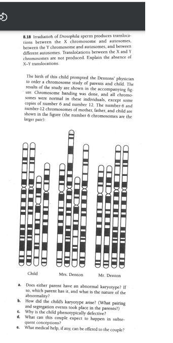 8.18 Irradiatioh of Drosophila sperm produces transloca-
tions between the X chromosome and autosomes,
between the Y chromosome and autosomes, and between
different autosomes. Translotations between the X and Y
chromosomes are not produced. Explain the absence of
X-Y translocations.
The birth of this child prompted the Dentons' physician
to order a chromosome study of parents and child. The
results of the study are shown in the accompanying fig-
ure. Chromosome banding was done, and all chromo-
somes were normal in these individuals, except some
copies of number 6 and number 12. The number-6 and
number-12 chromosomes of mother, father, and child are
shown in the figure (the number 6 chromosomes are the
larger pair):
Child
Mrs. Denton
Mr. Denton
a. Does either parent have an abnormal karyotype? If
so, which parent has it, and what is the nature of the
abnormality?
b. How did the child's karyotype arise? (What pairing
and segregation events took place in the parents?)
e. Why is the child phenotypically defective?
d. What can this couple expect to happen in subse-
quent concéptions?
What medical help, if any, can be offered to the couple?
6.
IDO IOI
IDO ID
IO IIXII IO O ID
IDO I-OID
IDO IO ID
OID III D
