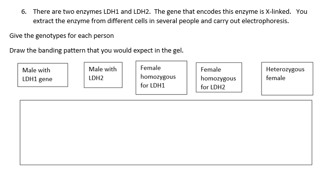 6. There are two enzymes LDH1 and LDH2. The gene that encodes this enzyme is X-linked. You
extract the enzyme from different cells in several people and carry out electrophoresis.
Give the genotypes for each person
Draw the banding pattern that you would expect in the gel.
Male with
Male with
Female
Female
Heterozygous
LDH1 gene
homozygous
female
LDH2
homozygous
for LDH2
for LDH1
