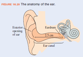 FIGURE 16.20 The anatomy of the ear.
Exterior-
Eardrum
opening
of ear
2.5 cm
Ear canal

