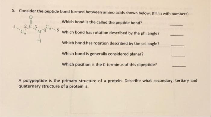 5. Consider the peptide bond formed between amino acids shown below. (fill in with numbers)
Which bond is the called the peptide bond?
2 C 3
Ca
1
Which bond has rotation described by the phi angle?
Which bond has rotation described by the psi angle?
Which bond is generally considered planar?
Which position is the C-terminus of this dipeptide?
A polypeptide is the primary structure of a protein. Describe what secondary, tertiary and
quaternary structure of a protein is.
