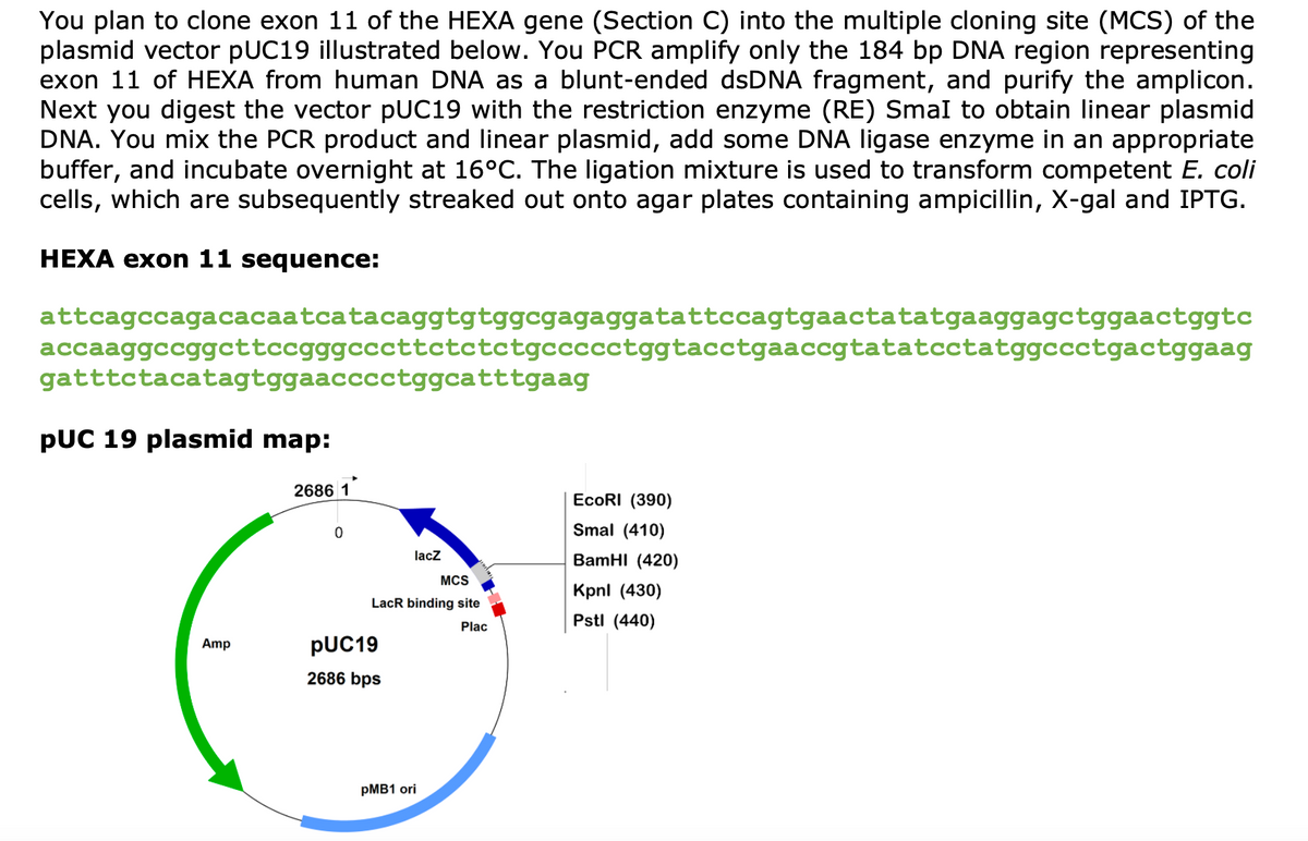 You plan to clone exon 11 of the HEXA gene (Section C) into the multiple cloning site (MCS) of the
plasmid vector pUC19 illustrated below. You PCR amplify only the 184 bp DNA region representing
exon 11 of HEXA from human DNA as a blunt-ended dsDNA fragment, and purify the amplicon.
Next you digest the vector pUC19 with the restriction enzyme (RE) Smal to obtain linear plasmid
DNA. You mix the PCR product and linear plasmid, add some DNA ligase enzyme in an appropriate
buffer, and incubate overnight at 16°C. The ligation mixture is used to transform competent E. coli
cells, which are subsequently streaked out onto agar plates containing ampicillin, X-gal and IPTG.
HEXA exon 11 sequence:
attcagccagacacaatcatacaggtgtggcgagaggatattccagtgaactatatgaaggagctggaactggtc
accaaggccggcttccgggcccttctctctgccccctggtacctgaaccgtatatcctatggccctgactggaag
gatttctacatagtggaacccctggcatttgaag
PUC 19 plasmid map:
2686 1
Amp
0
lacZ
EcoRI (390)
Smal (410)
BamHI (420)
MCS
Kpnl (430)
LacR binding site
Plac
Pstl (440)
PUC19
2686 bps
PMB1 ori