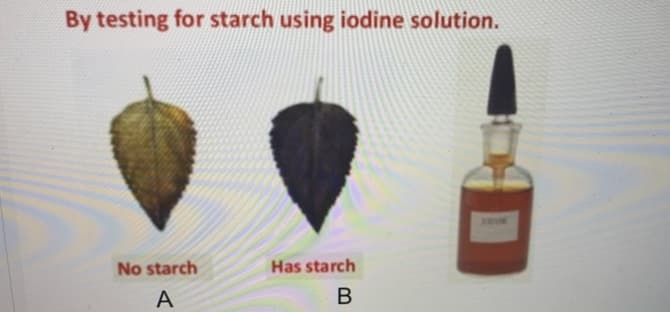 By testing for starch using iodine solution.
No starch
Has starch
A
