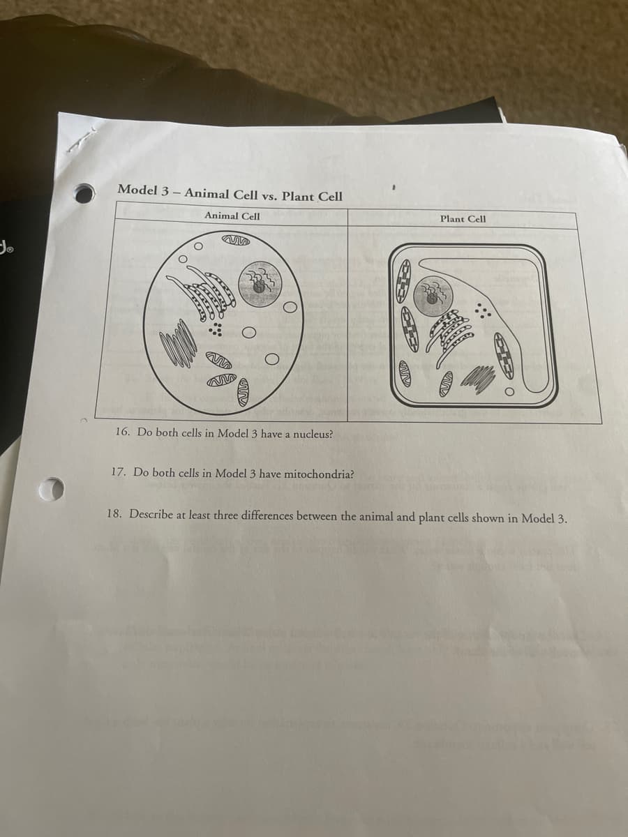 Model 3 - Animal Cell vs. Plant Cell
Animal Cell
O
16. Do both cells in Model 3 have a nucleus?
17. Do both cells in Model 3 have mitochondria?
Plant Cell
18. Describe at least three differences between the animal and plant cells shown in Model 3.